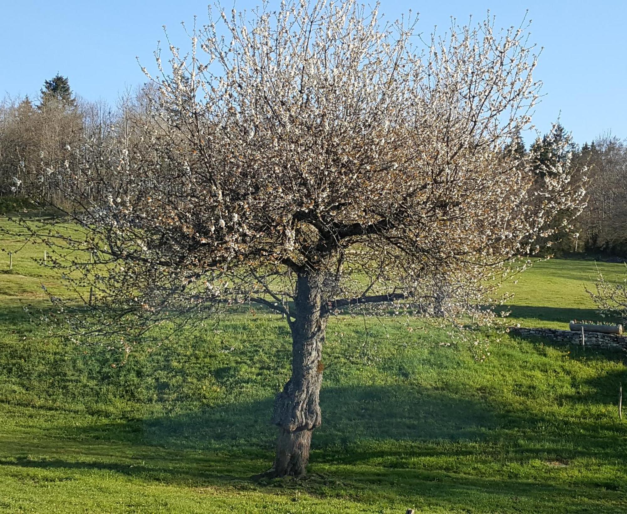 Saint-Martin-en-Vercors Gite Bard Des Ours מראה חיצוני תמונה